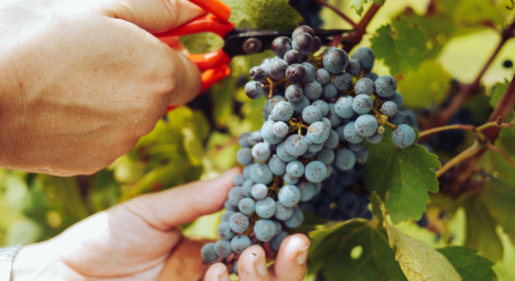 A NAV-Mobilban már nyomon követhetők az egyszerűsített foglalkoztatás adatai